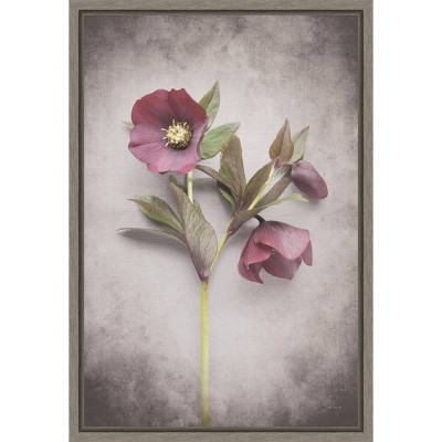 Amanti Art 16"x23" Vintage Hellebore Study V by Felicity Bradley Framed Canvas Wall Art Print: Modern Style, Polystyrene Frame