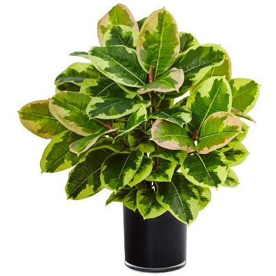 Nearly Natural Artificial Rubber Plant in Glossy Cylinder (Real Touch)