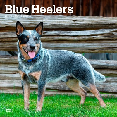 BrownTrout Blue Heelers 2026 12"x24" Hanging Square Wall Calendar Plastic-Free