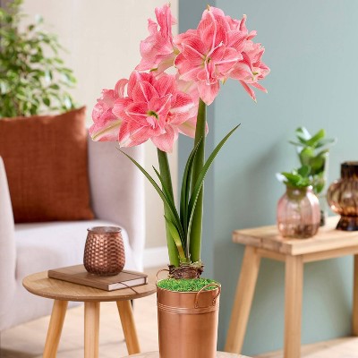 Van Zyverden Fast Track Amaryllis Bulb Kit Double Time with XL Artisan Decorative Planter