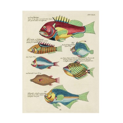 Trademark Fine Art - Louis Renard  Renard Tropical Fish III Canvas Art