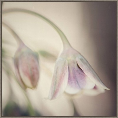 30" x 30" Soft Shades of Pink Petals by Carla Vermeend Framed Canvas Wall Art Print - Amanti Art: Modern Decor, Polystyrene Frame