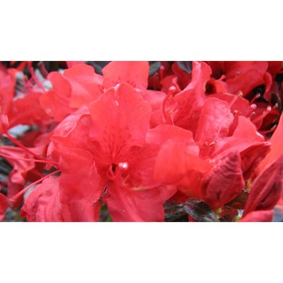 2.25gal Trouper Azalea Plant with Pink Blooms - National Plant Network: Perennial Shrub, Partial Shade, Hardy Zones 6-10