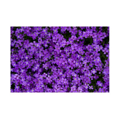 Trademark Fine Art - Suzanne Bonin Purple Groundcover Canvas Art