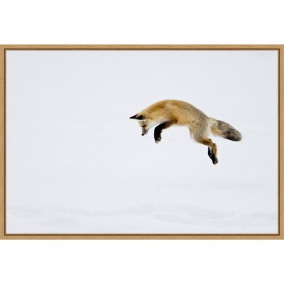 Amanti Art 23" x 16" Red Fox in Snow by Deborah Winchester Danita Delimont Framed Canvas Wall Art : Yellowstone Wildlife Scene