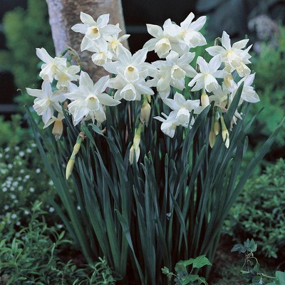 Van Zyverden 12ct Bulbs Narcissus Daffodils Thalia