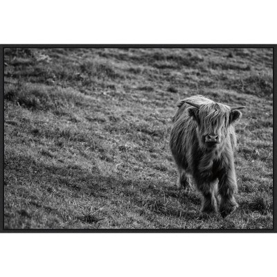 33" x 23" Highland Cow Calf in The Wind by Nathan Larson Framed Canvas Wall Art Print - Amanti Art: Modern Lithograph, Animal Theme