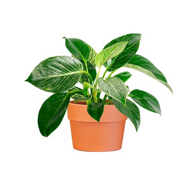 Live 6" Philodendron Birkin Potted Houseplant