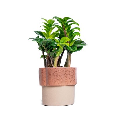 Live 4" Zenzi ZZ Potted Houseplant
