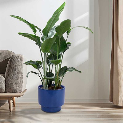 KWPZQEB Plant Pots Set of 3, Ceramic Planters with Drainage Holes, Nursery Planting Pot for Indoor Out Door Plants