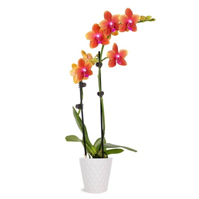 Live 3" Salmon Petite Orchid Houseplant with Moss in Evi Pot