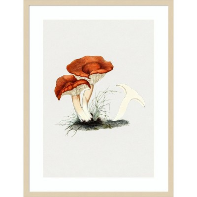 Amanti Art Hand Drawn Rufous Milkcap Mushroom by Biodiversity Heritage Library Wood Framed Wall Art