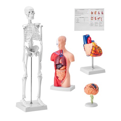 VEVOR Human Anatomy Models Bundle Set, Brain, Human Torso Body, Heart, Skeleton Model Set of 4, Hands-on 3D Model Study Tools Teaching Models