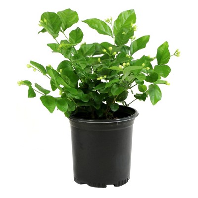 Arabian Jasmine Sambac - National Plant Network: Fragrant Live Plant, Indoor/Outdoor Perennial