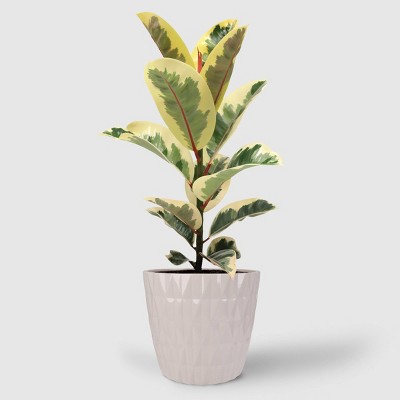 8" Foliage - Good Little Garden™