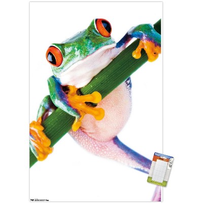 Trends International Tree Frog Unframed Wall Poster Prints