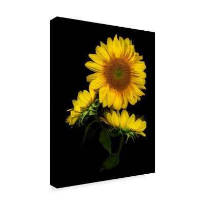 Trademark Fine Art -Susan S. Barmon 'Sunflower 3' Canvas Art