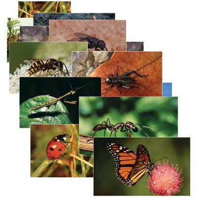 Stages Learning Materials Insects & Bugs Real Life Learning Poster Card Set, Set of 14
