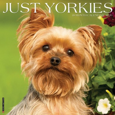 Willow Creek Press 2026 Yorkies Wall Calendar