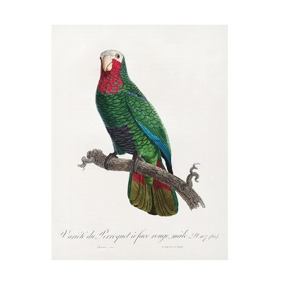 Trademark Fine Art - Francois Levaillant  Levaillant Parrot VI Canvas Art