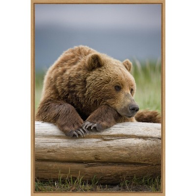16" x 23" Bear Resting on a Beached Log by Paul Souders Danita Delimont Framed Canvas Wall Art Brown - Amanti Art: Animal Lithograph