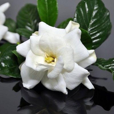 National Plant Network Live Outdoor Frostproof Gardenia Plant - 1ct 1gal