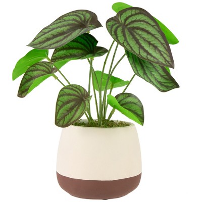 Northlight Artificial Peperomia Plant in Two-Tone Ceramic Pot - 10.25"
