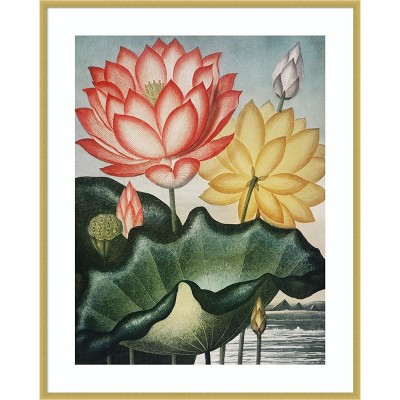 Amanti Art Temple of Flora V by Dr. robert j. Thornton Wood Framed Wall Art Print