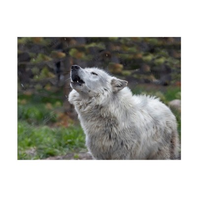 Trademark Fine Art - David Drost  Howling Wolf Canvas Art
