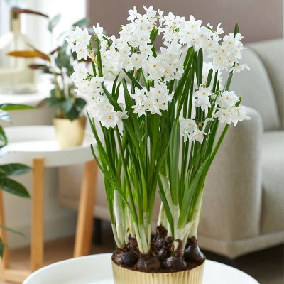 Van Zyverden 6ct Bulbs Narcissus Paperwhite Kit Ziva with Iron Brass Textured Finish Bulb Planter