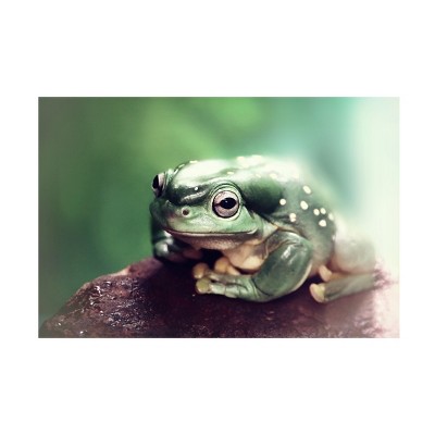 Trademark Fine Art - Strelok  Froggy Canvas Art