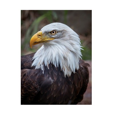 Trademark Fine Art - David Drost  Adult Bald Eagle Canvas Art