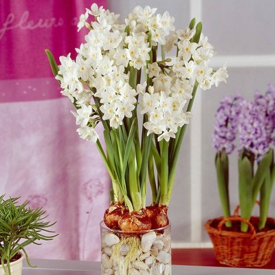 Van Zyverden 12ct Bulbs Narcissus Large Paperwhites