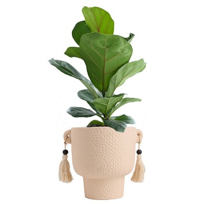 LiveTrends Salt Flats Live Houseplant