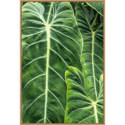 23" x 33" Close Up Shots of The Leaves From Elephant Ears Plant by Mallorie Ostrowitz Framed Canvas Wall Art Print - Amanti Art