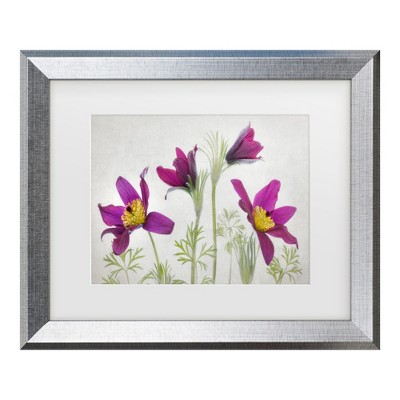 Trademark Fine Art - Mandy Disher  Pulsatilla Matted Framed Art