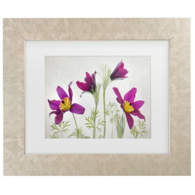 Trademark Fine Art - Mandy Disher  Pulsatilla Matted Framed Art