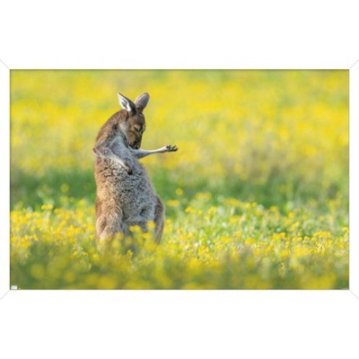 Trends International The Comedy Wildlife Photography Awards: Jason Moore - Air Guitar Roo Framed Wall Poster Prints