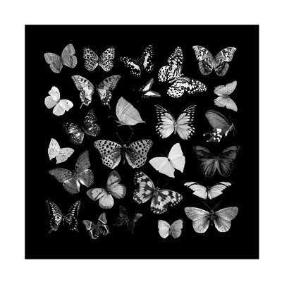 Canvas Wall Art - Tom Quartermaine 'Black and White Butterflies Square' Wall Art for Living Room, Bedroom, or Office Décor by Trademark Fine Art - 24
