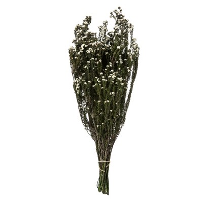 Vickerman 12-22" Natural Phylica Bundle, Preserved