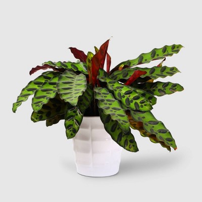 Live 5" Signature Foliage Plant - Good Little Garden™