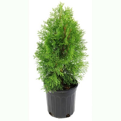 National Plant Network Live Outdoor Green Giant Arborvitae Plant - 1ct 1gal