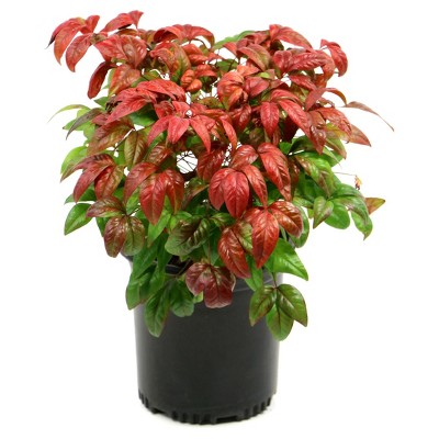 Nandina 'Fire Power' 1pc - National Plant Network: U.S.D.A. Zones 6-10, Compact Shrub, Perennial