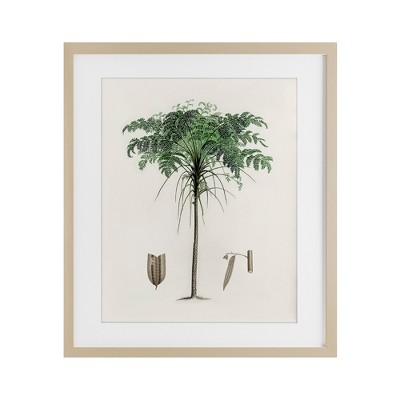 Stupell Industries Vintage Palm Tree Study Framed Print Under Glass