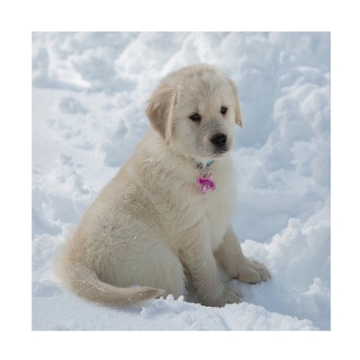 Trademark Fine Art - Stephen Goodhue Golden Puppy And Snow I Canvas Art
