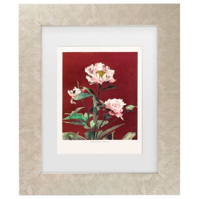 Trademark Fine Art - Pictufy  HAbrdaceous Peony no2 Matted Framed Art