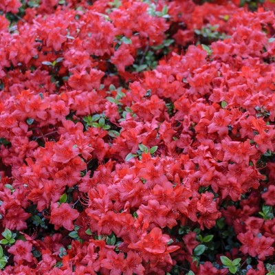 2.5qt Hershey Orange Azalea Plant with Pink Blooms - National Plant Network: Tiered Branches, Attracts Pollinators