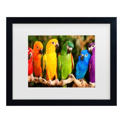 Trademark Fine Art - Mike Jones Photo Rainbow Parrots Matted Framed Art
