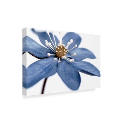 Trademark Fine Art -Tom Quartermaine 'Blue Flower On White' Canvas Art