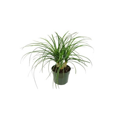 Ponytail Palm 1pc - National Plant Network U.S.D.A Hardiness Zone 8b-11: Indoor Beige Nursery Pot, Sun/Shade Tolerant